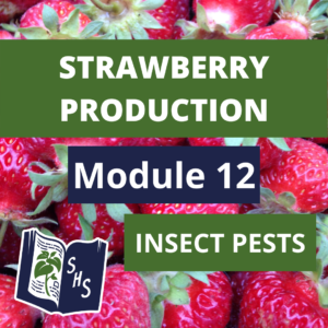 Strawberry Production - Insect Pests